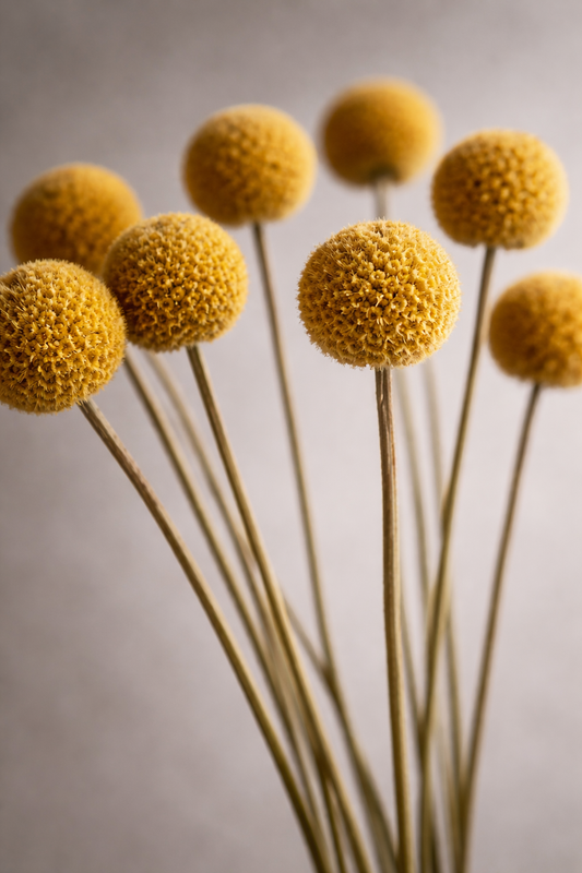 Preserved Craspedia Surface Object 05 – Tall