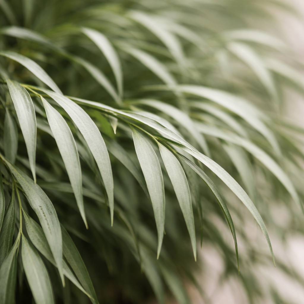 Preserved Nicoly Vertical Object 02 – Compact