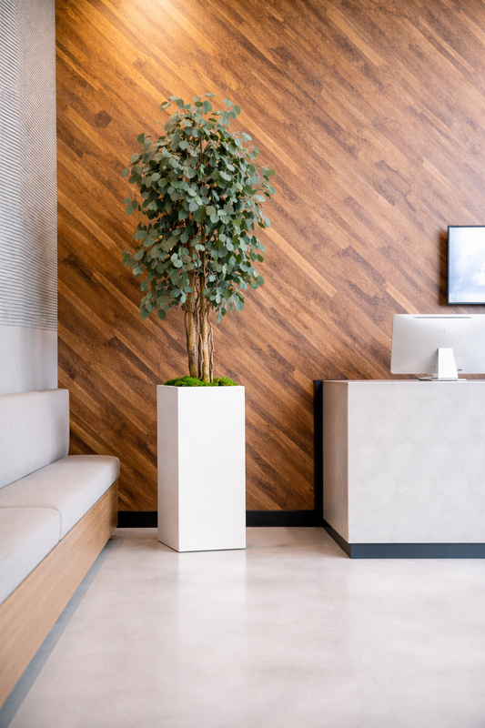 Preserved Slim Populus Tree