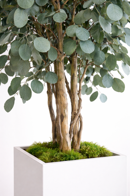 Preserved Slim Populus Tree