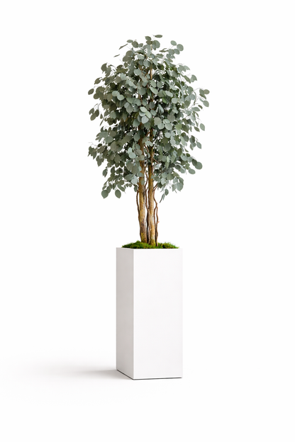 Preserved Slim Populus Tree