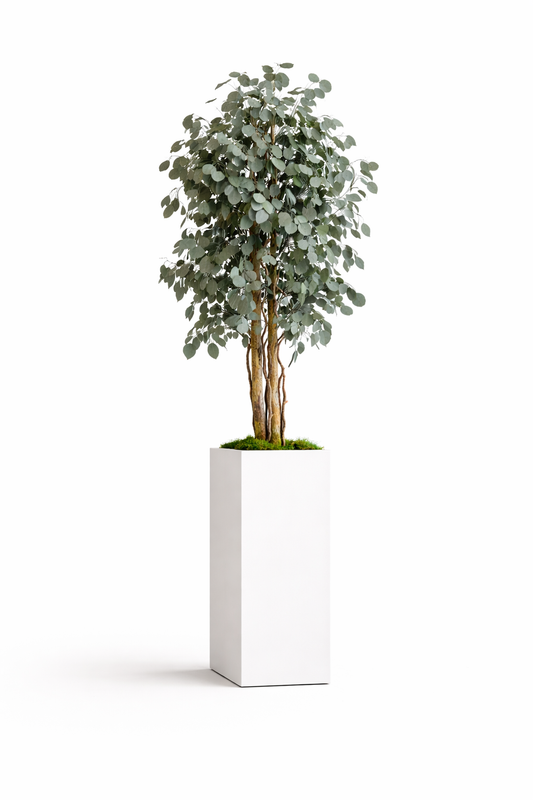 Preserved Slim Populus Tree