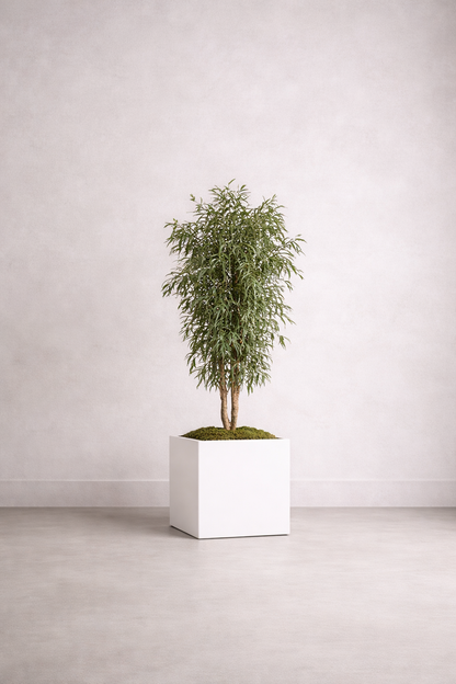 Preserved Nicoly Tree Vertical Object - Slim