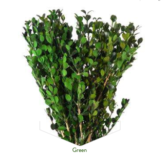 Preserved Buxus (Boxwood) – Organic & Long-Lasting
