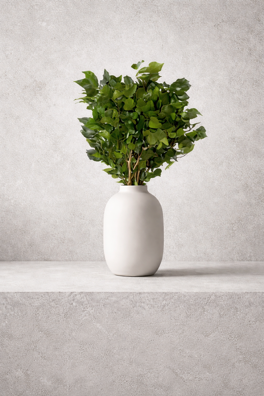 Preserved Hedera Arborea – Foliage Object 01 – Medium