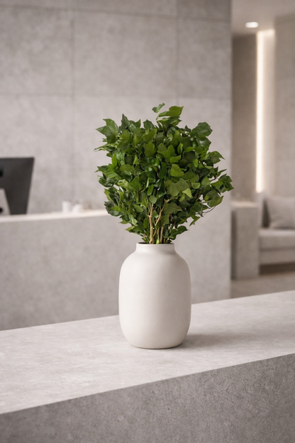 Preserved Hedera Arborea – Foliage Object 01 – Medium