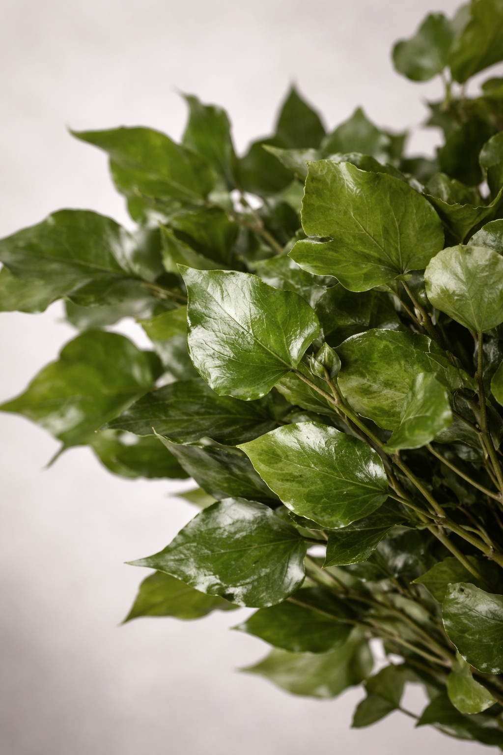 Preserved Hedera Arborea – Foliage Object 01 – Medium