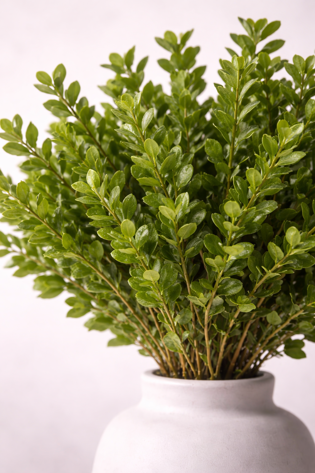 Preserved Buxus – Foliage Object 03