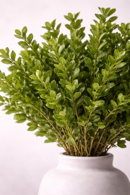 Preserved Buxus – Foliage Object 03
