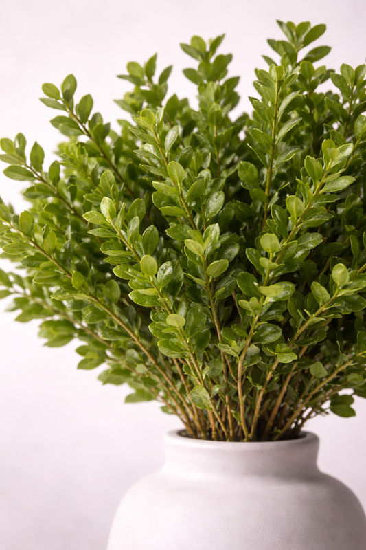 Preserved Buxus – Foliage Object 03