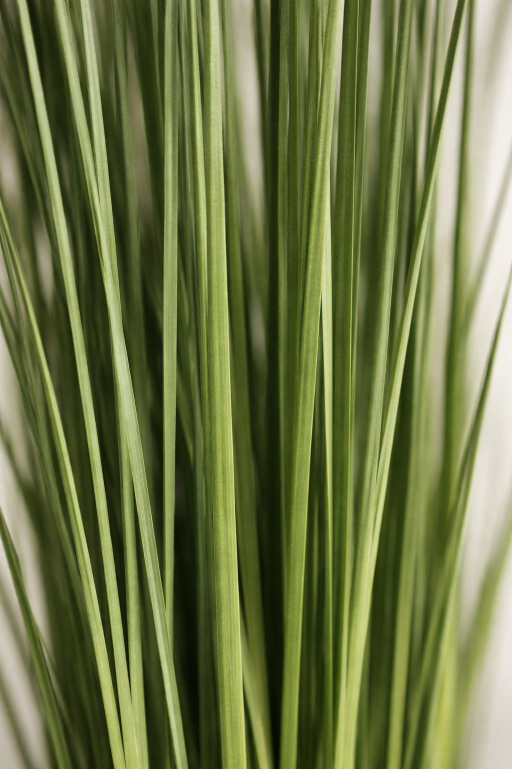 Preserved Ginerium - Vertical Object 03