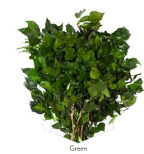 Preserved Green Ivy (Hedera Arborea) – Organic & Long-Lasting