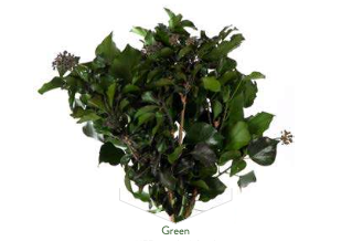 Preserved Ivy (Hedera Arborea) with Fruits – Organic & Long-Lasting