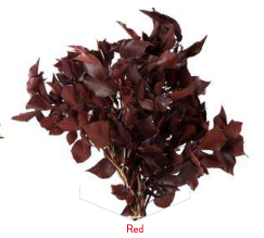 Preserved Green Ivy (Hedera Arborea) – Organic & Long-Lasting