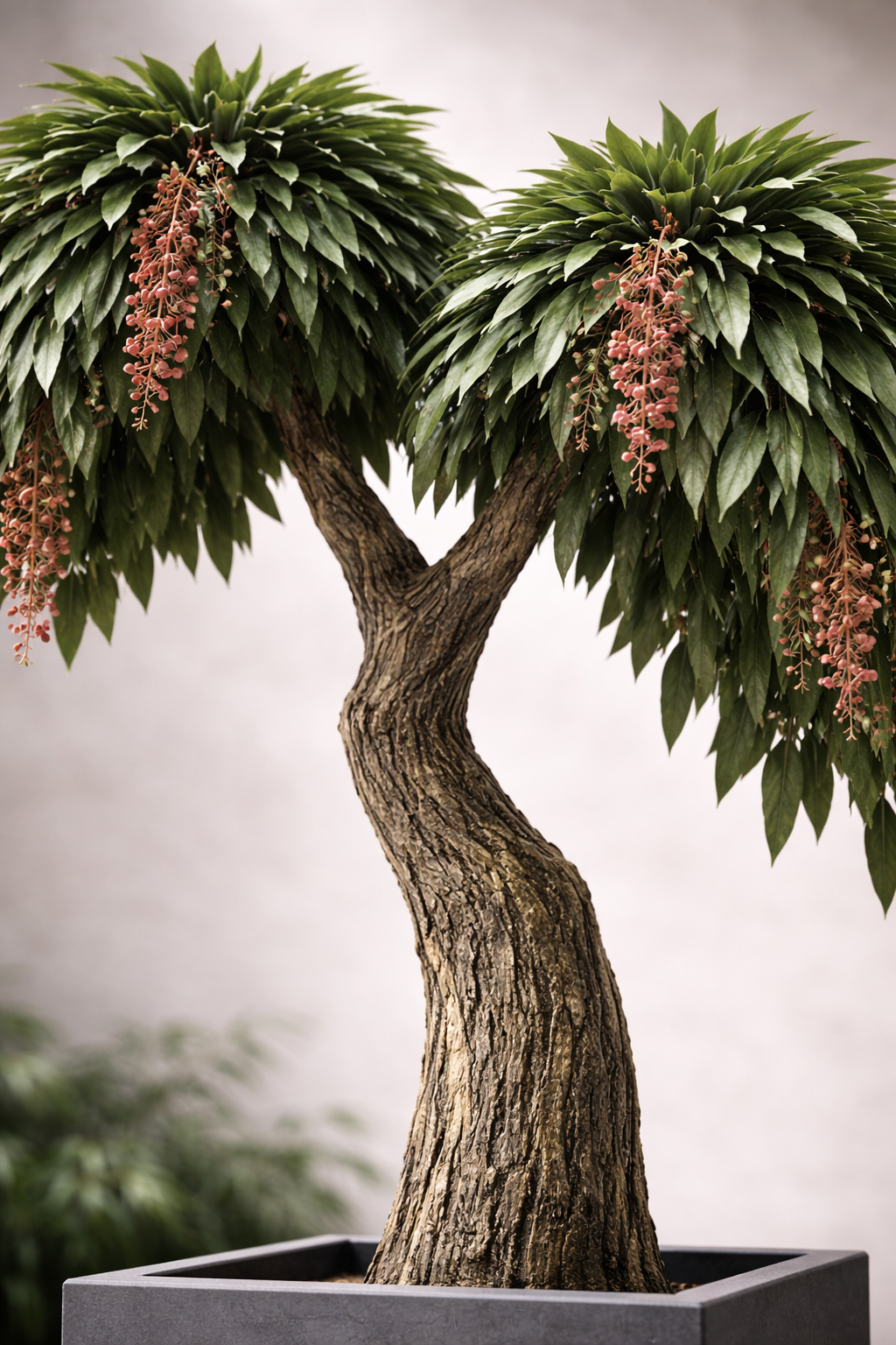 Preserved Coculus Spatial Statement – Jumbo