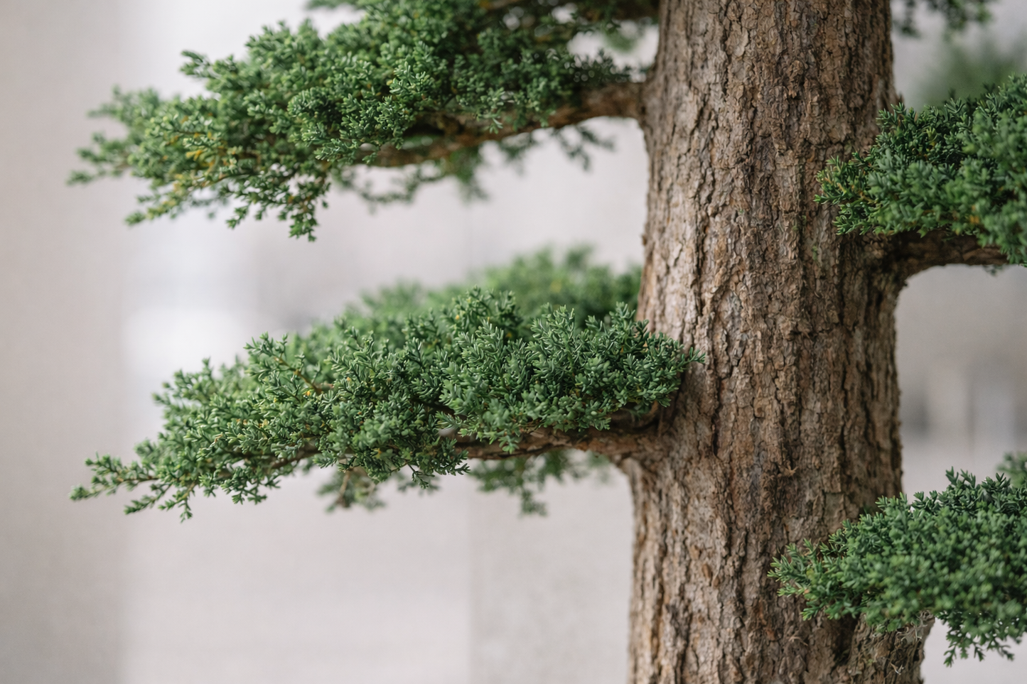 Preserved Juniperus Spatial Statement – Jumbo