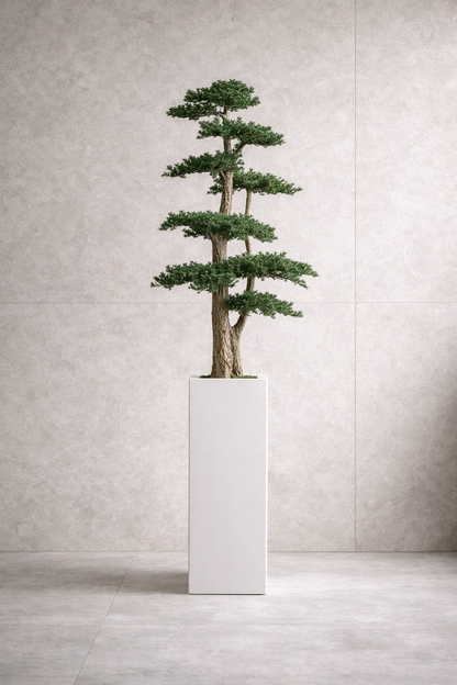 Preserved Juniperus Spatial Statement – Jumbo