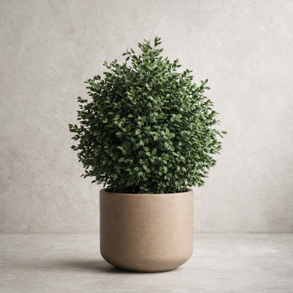 Preserved Parvifolia Vertical Object 01 – Compact