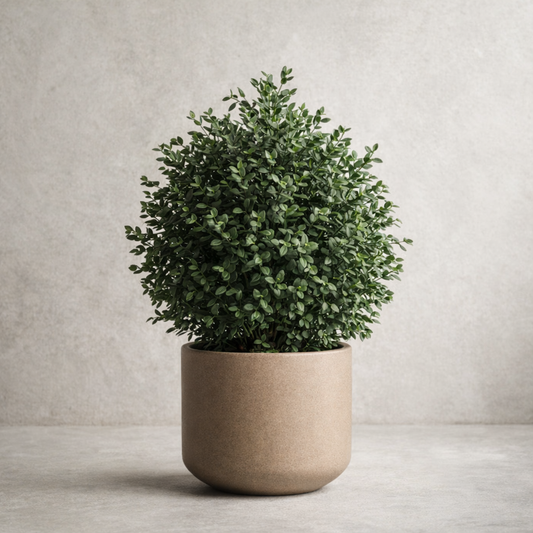 Preserved Parvifolia Vertical Object 01 – Compact