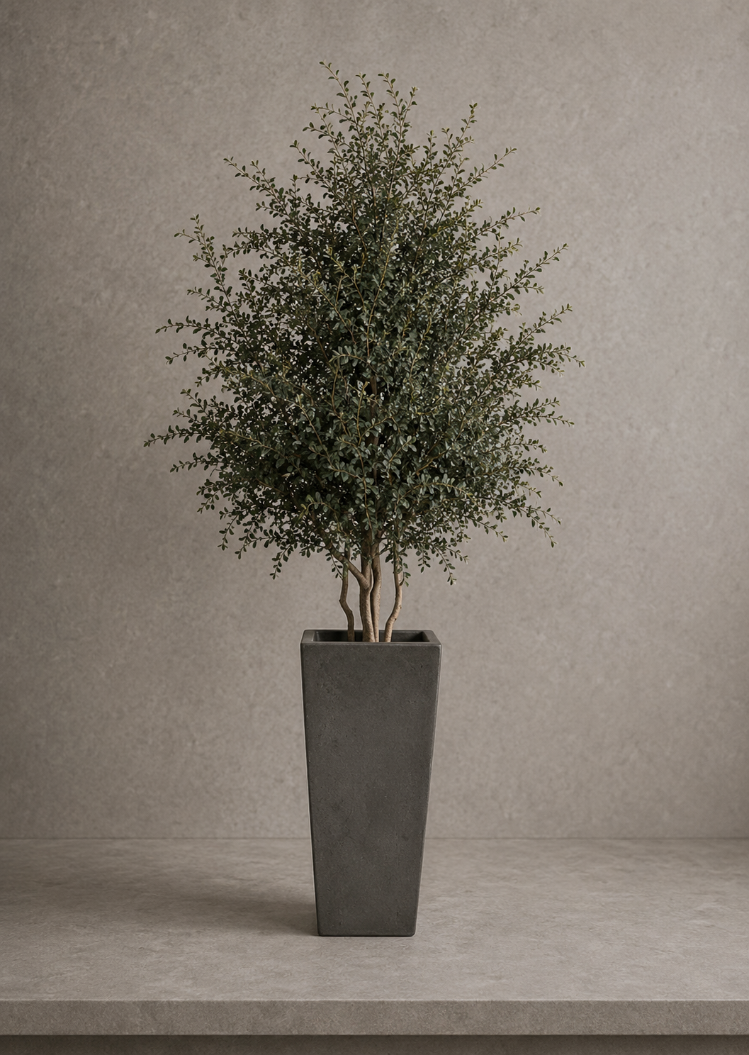Preserved Wide Tree Parvifolia - Vertical Object 05
